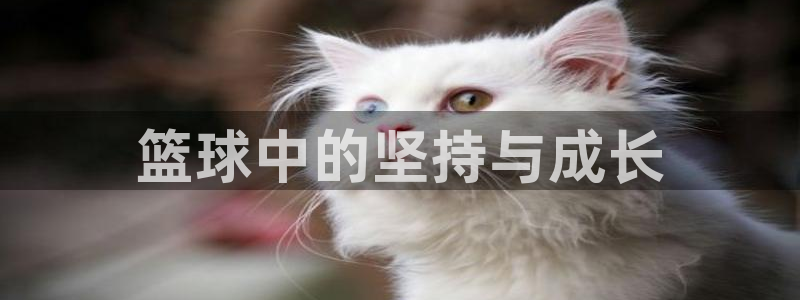 篮球中的坚持与成长