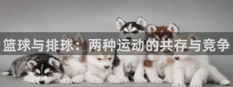 中欧体育改名了吗：篮球与排球：两种运动的共存与竞争